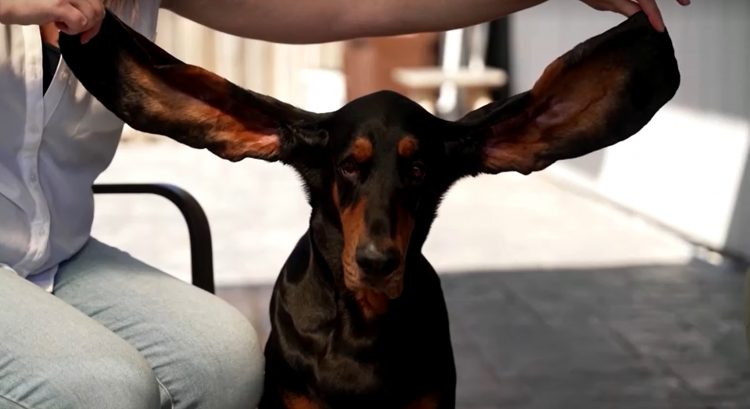 Ženka psa Lu ušla u Ginisovu knjigu rekorda zbog dugih ušiju