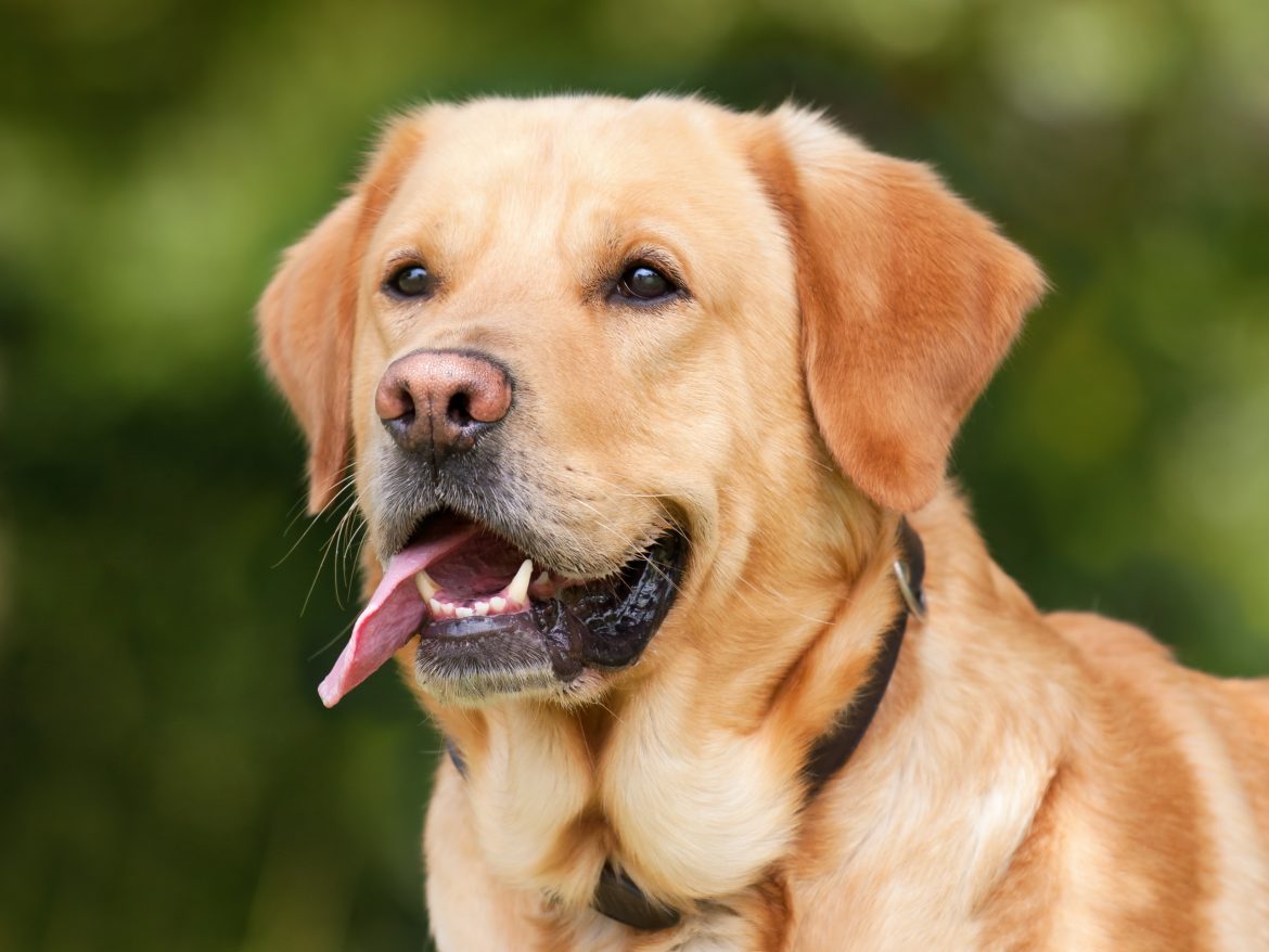 Naučno istraživanje otkrilo da psi mogu da predvide epileptični napad kod ljudi