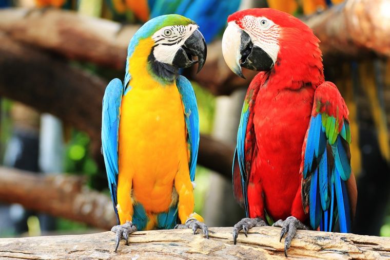Šta morate da znate pre nego što kupite papagaja