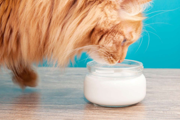 Da li je mleko dobro za mačke?