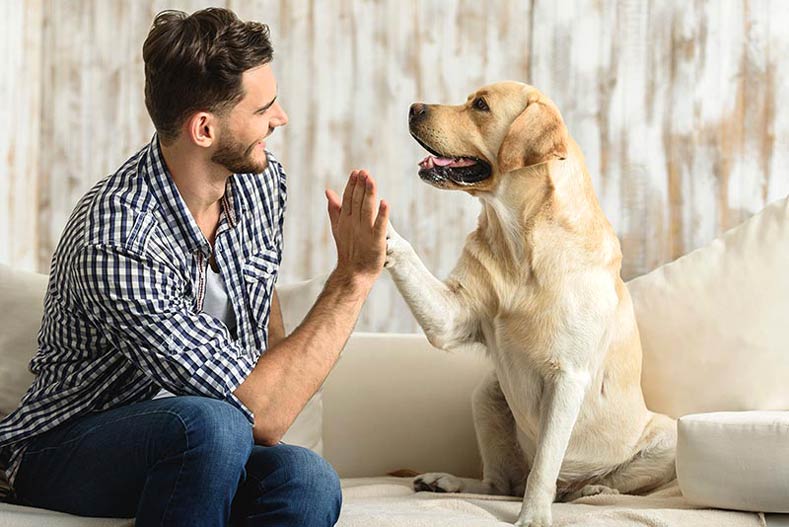 Druženje sa psima ublažava osećaj bola
