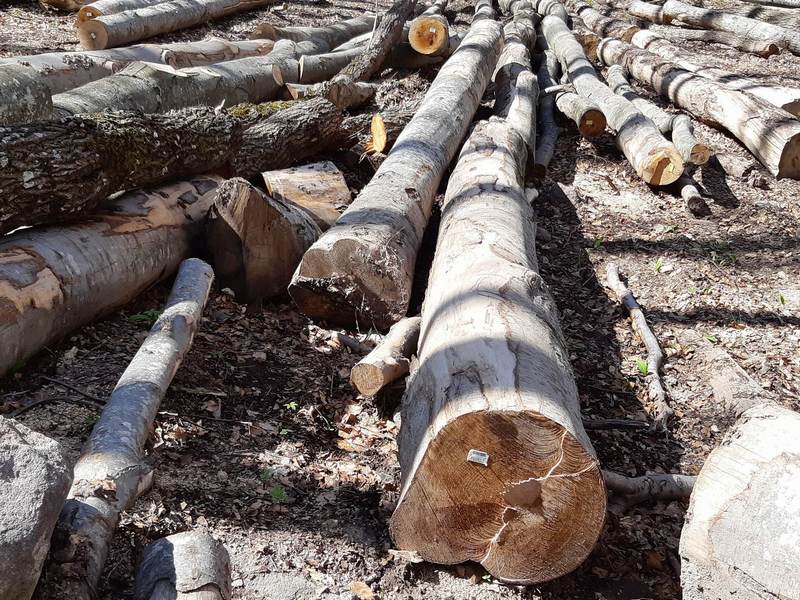 Ogromna tragedija tokom seče drva kod Nove Varoši!