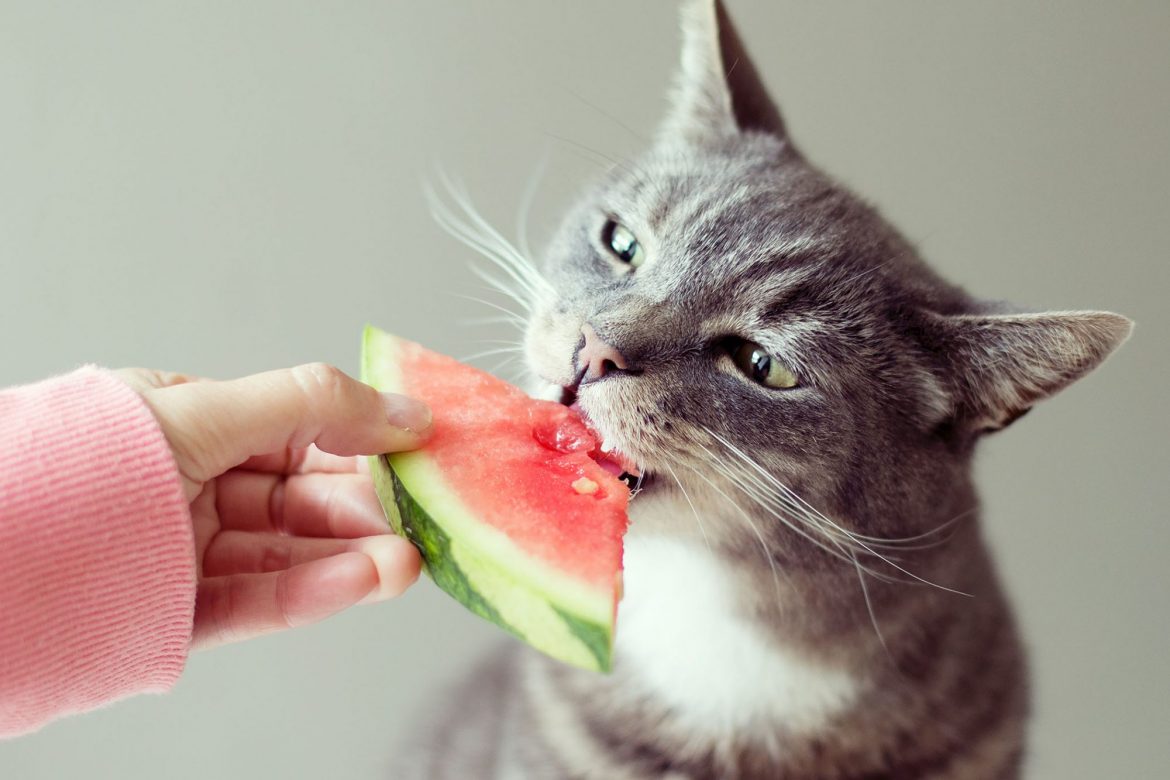 Da li mačke smeju da jedu voće?