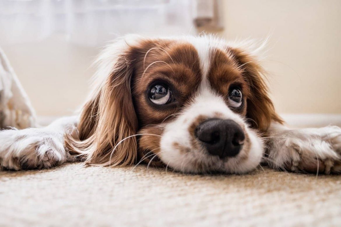 Kako da uklonite pseću mokraću i neprijatan miris iz tepiha?