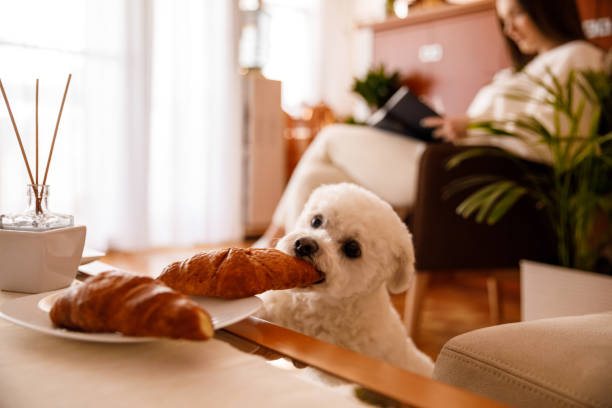 Kako sprečiti psa da krade hranu sa stola